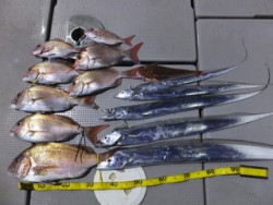 Hit Rush(ヒット ラッシュ） 釣果…