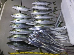 Hit Rush(ヒット ラッシュ） 釣果