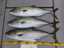 Hit Rush(ヒット ラッシュ） 釣果