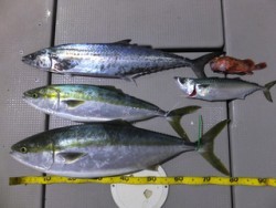 Hit Rush(ヒット ラッシュ） 釣果