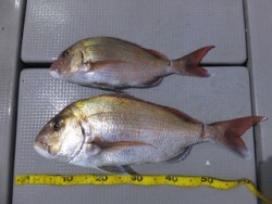 Hit Rush(ヒット ラッシュ） 釣果