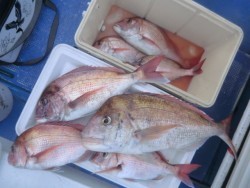 Big One　ビッグワン 釣果