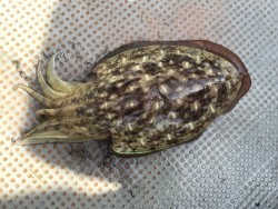 ゲームフィッシング バレントン 釣果