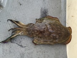 ゲームフィッシング バレントン 釣果