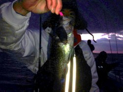 MATSUSHIMA SEANET 釣果