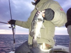 MATSUSHIMA SEANET 釣果