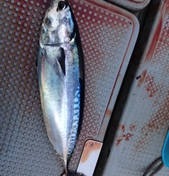NineBlue 釣果