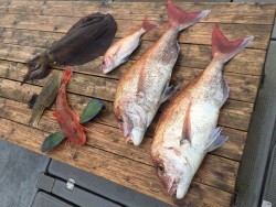 ゲームフィッシング バレントン 釣果