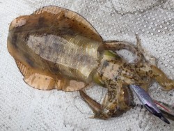 ゲームフィッシング バレントン 釣果