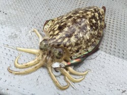 ゲームフィッシング バレントン 釣果