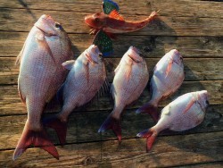 ゲームフィッシング バレントン 釣果