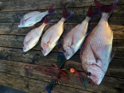 ゲームフィッシング バレントン 釣果