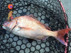 ゲームフィッシング バレントン 釣果