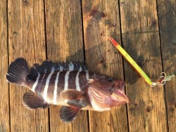 ゲームフィッシング バレントン 釣果