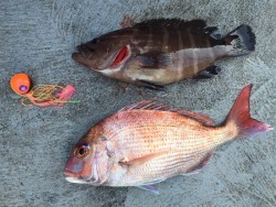 ゲームフィッシング バレントン 釣果