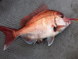 ゲームフィッシング バレントン 釣果