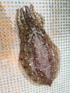 ゲームフィッシング バレントン 釣果