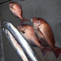 ゲームフィッシング バレントン 釣果