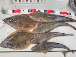 松本釣船２ 釣果