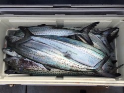 ゲームフィッシング バレントン 釣果