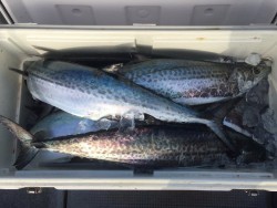 ゲームフィッシング バレントン 釣果