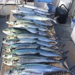 ゲームフィッシング バレントン 釣果