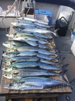 ゲームフィッシング バレントン 釣果