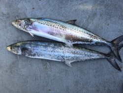 ゲームフィッシング バレントン 釣果