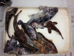 MATSUSHIMA SEANET 釣果