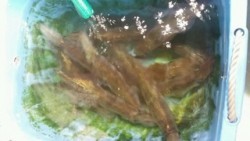 ディープ オーシャン 釣果