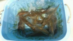 ディープ オーシャン 釣果