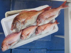 ＢＩＧ－ＯＮＥ 釣果