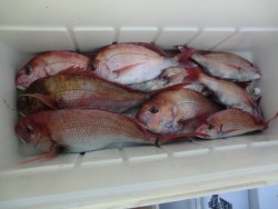 ＢＩＧ－ＯＮＥ 釣果