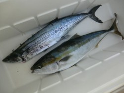 ＢＩＧ－ＯＮＥ 釣果