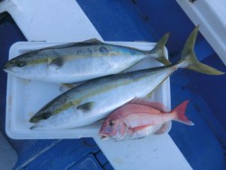 ＢＩＧ－ＯＮＥ 釣果