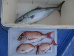 ＢＩＧ－ＯＮＥ 釣果