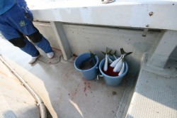 オーシャンズ 釣果