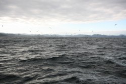 オーシャンズ 釣果