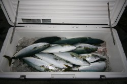 オーシャンズ 釣果