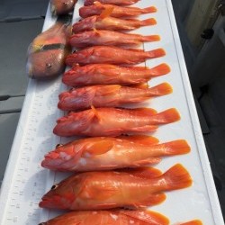 オーシャンキッズ 釣果