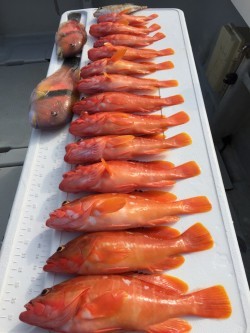 オーシャンキッズ 釣果