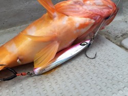 オーシャンキッズ 釣果