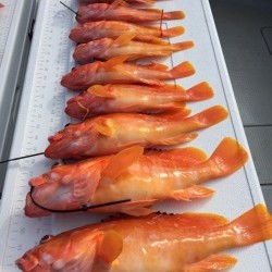 オーシャンキッズ 釣果