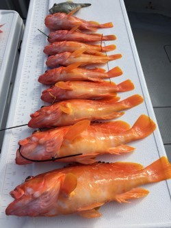 オーシャンキッズ 釣果