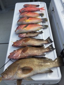 オーシャンキッズ 釣果