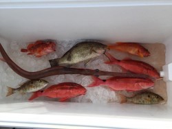 オーシャンキッズ 釣果