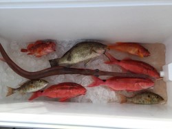 オーシャンキッズ 釣果