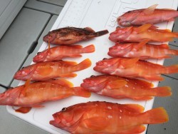 オーシャンキッズ 釣果