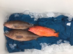 オーシャンキッズ 釣果