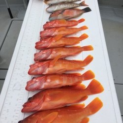 オーシャンキッズ 釣果